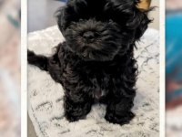 Mini minnak maltipoo bebeklerimiz