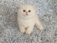 Sevimli british shorthair yavrumuz yeni yuvasını arıyor