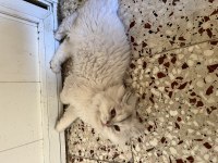 British longhair ns 11 şecereli erkek