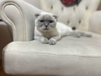 Scottish fold