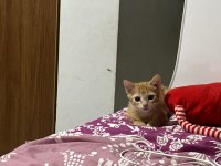 Kedimiz Gofrete ömürlük yuva arıyoruz