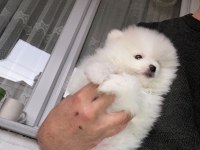 Pomeranian boo kar beyaz 2 aylık erkek