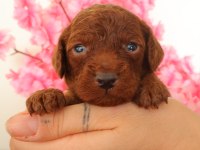 Red Toy Poodle