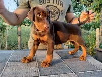 Siyah ve kızıl safkan doberman yavruları