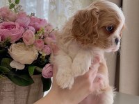 Cavalier king charles safkan
