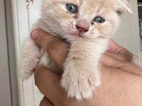British shorthair bebeklerimize yeni yuva arıyoruz