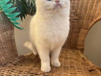Kar beyaz golden british shorthair
