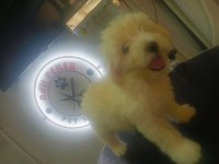 Terrier maltese