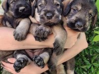 FCI secereli Schnauzer yavruları