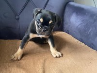 French bulldog black tan