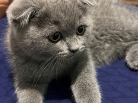 Yanında eşyalarıyla tatlı bebek gri scottish fold