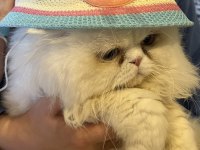 Çiftleştirme persian
