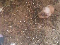 Sevimli guinea pig yavrular