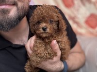 Kg garantili toy poodle yavrularım