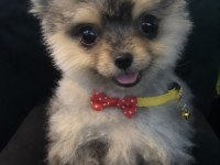 Pomeranian boo kedim doğum yapacağı için uyguna