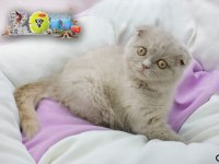 SCOTTİSH BEBEKLERİMİZ AİLELERİNİ BEKLİYOR