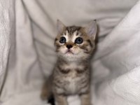 Çok Sevimli British Shorthair ve Scottish Fold Yavrular