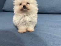 Pomeranian Boo Köpeğimiz