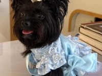 Black yorkshire terrier
