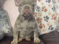 SECERELİ ANNE BABADAN IRK VE SAĞLIK GARANTİLİ FRENCH BULLDOG