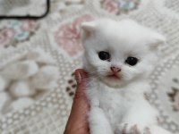 Scottish Fold Ve Scottish Straigt Erkek Yavrular