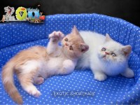 SAĞLIK GARANTİLİ EXOTİC SHORTHAİR