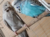 Show Jumbo Eşli Muhabbet Kuşu