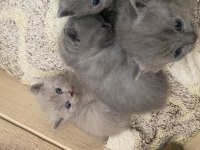 British shorthair bebekler
