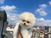Pomeranian boo teddy yavrularım yeni yuvalarını arıyor