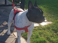 2 YAŞINDA DİŞİ FRENCH BULLDOG