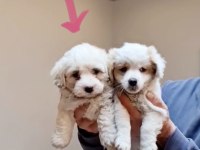 Yavru maltese terrier