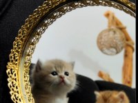 Rezerveye açık dişi british longhair yavrular