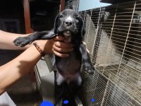 Acil dev cane corso yavrular