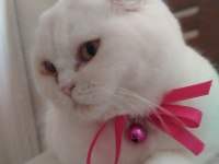 Güzel kızım yeni yuvasını bekliyor scottish fold