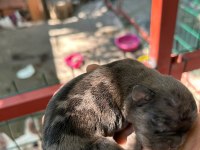 Köpeğimiz Sizi bekliyorlar