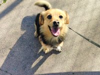 Ücretsiz Sahiplendirme Köpeğimiz