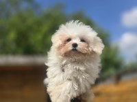 Sağlık ve Irk Garantili Maltese Terrier Yavrular