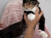 Premium Kalite Muhteşem Calico Maine Coon