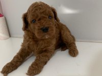 SÜPER KALİTE TOY POODLE YAVRULAR SAHİPLERİNİ BEKLİYOR