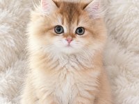 Safkan Kalitede Ny12 British Longhair Erkeğim