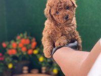 Referans Yavru Toy Poodle