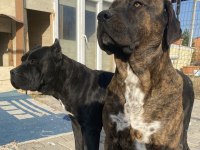 Şecereli presa canario yavruları