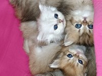 British longhair safkan yavrular
