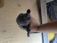 REZERVEYE AÇIK CANE CORSO YAVRULAR
