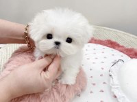 Kore Teacup Fincan Maltese