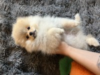 2.5 Aylık Pomeranian