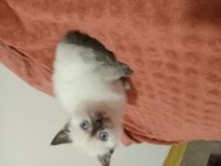 British Shorthair Dişi