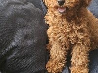 5 AYLIK DİŞİ EN KÜÇÜK BOY POODLE