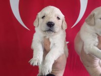 Golden retriever yavrularımız ırk garantilidir