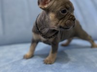 Egzotik french bulldog yavrular